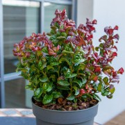 Леукотое Сurly red 
